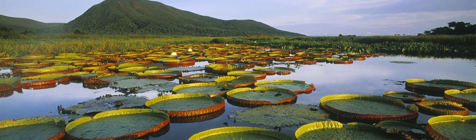 Projeto Amazônia