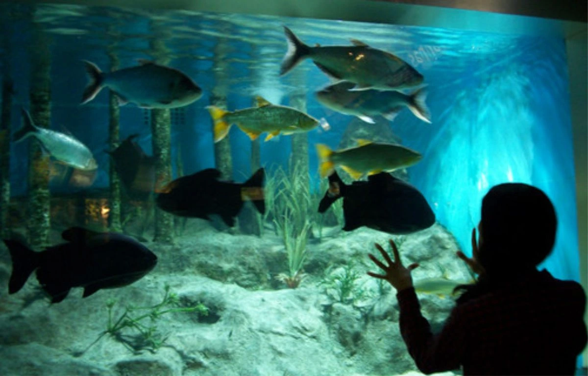 Capa do projeto Aquário de São Paulo