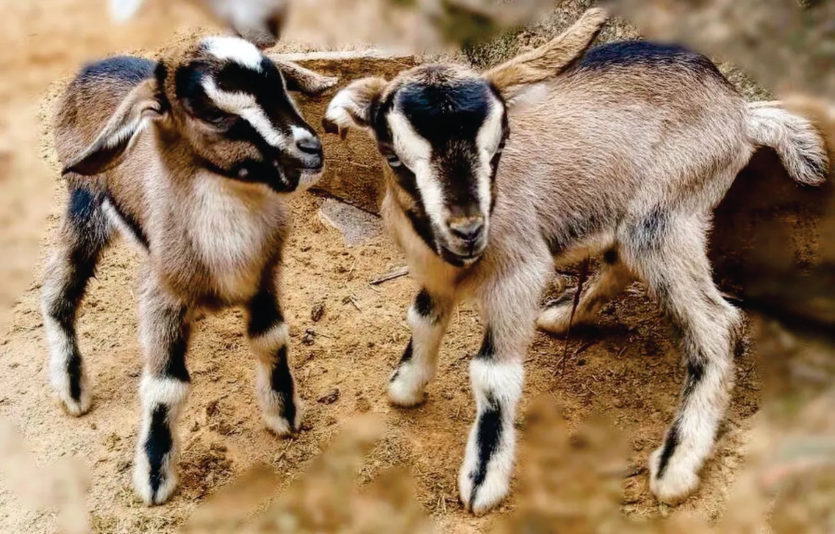 Capa do projeto Fazenda Belmonte