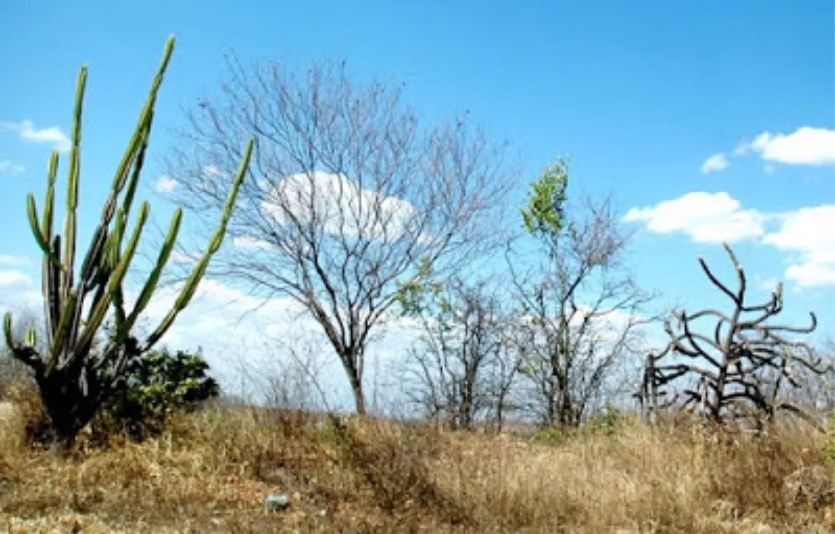 Projeto Caatinga - Educar Turismo Pedagógico